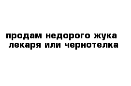 продам недорого жука -лекаря или чернотелка